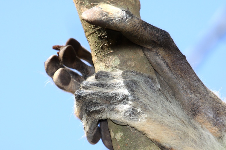 sifaka hand